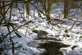 Small river in the snowy forest