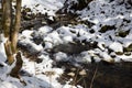 Small river in the snowy forest Royalty Free Stock Photo