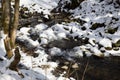 Small river in the snowy forest