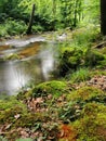 small river in spring czech forest Royalty Free Stock Photo