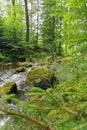 small river in spring czech forest Royalty Free Stock Photo