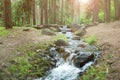 A small river in the summer forest. Clean blue water flows on cascades Royalty Free Stock Photo