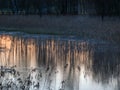 A small river in sunrise, tree reflections in the water, dry reeds, light before sunrise Royalty Free Stock Photo
