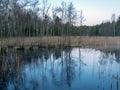 A small river in sunrise, tree reflections in the water, dry reeds, light before sunrise Royalty Free Stock Photo
