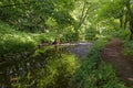 A small river wends its way gently down Panbride Den with the curving Footpath running alongside it Royalty Free Stock Photo