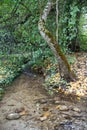 Small river wih transparent water and bent tree Royalty Free Stock Photo