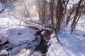 Small river in the winter forest Royalty Free Stock Photo