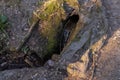 A small rivulet flows like a waterfall from a rock onto forest floor