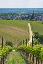 Small road as part of the hiking trail through the German Rheingau wine region