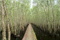 Small road bending through the Melaleuca forests in the ecotourism. Royalty Free Stock Photo