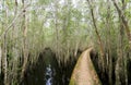 Small road bending through the Melaleuca forests in the ecotourism. Royalty Free Stock Photo