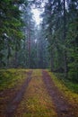 Small road deep in misty forest