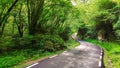 A small road through a forest from La Marea to El Moru, Pilona municipality, Asturias, Spain, Europe