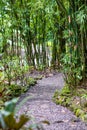 Small road going through a dense bamboo forest