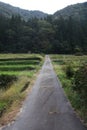 Small road going through fields