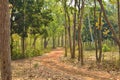 small road on the jungle of Jhargram, a nature tourist spot in West Brnga , India