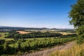 Small road near green vineyards under a blur sky in a sunny day, Wittlich-Land, Germany Royalty Free Stock Photo