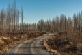Small road passing a dead forest ravaged by a forest fire Royalty Free Stock Photo