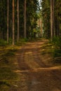 Small road passing through a pine and fir forest in Sweden Royalty Free Stock Photo