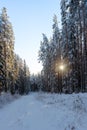 Small road passing a snow covered pine and fir forest in Sweden Royalty Free Stock Photo