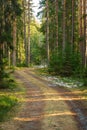 Small road in a pine and fir forest in Sweden Royalty Free Stock Photo