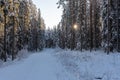 Small road in a snow covered pine and fir forest in Sweden Royalty Free Stock Photo