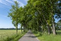 A small road between trees in a typical dutch landscape on a bright sunny day Royalty Free Stock Photo