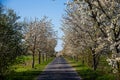 A small road under a Cherry tree avenue Royalty Free Stock Photo