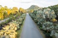 Small Road Between Various Type of Trees to The Mountain