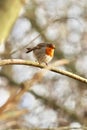 Small robin bird is perched atop a thin, wiry branch, its feathers shimmering in the sunlight