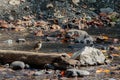 Small robin perched above ariver in late fall Royalty Free Stock Photo