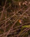 Small robin bird perched on the mossy stump behind the branches of a tree Royalty Free Stock Photo