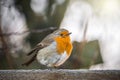 Small robin redbreast wild small bird sat on wooden fence in countryside with sunshine