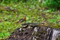 Small Robin (Erithacus rubecula) perched atop a wooden tree stump in a rural landscape Royalty Free Stock Photo