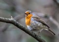 Small Robin (Erithacus rubecula) perched on a branch Royalty Free Stock Photo