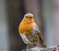 Small Robin (Erithacus rubecula) perched on a branch Royalty Free Stock Photo