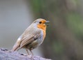 Small Robin (Erithacus rubecula) perched on a branch Royalty Free Stock Photo