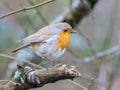 Small Robin (Erithacus rubecula) perched on a branch Royalty Free Stock Photo
