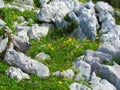 Small rock garden blooming with yellow common rock rose Royalty Free Stock Photo
