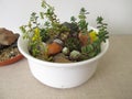 Small rock garden in a planting bowl Royalty Free Stock Photo