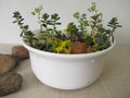 Small rock garden in a planting bowl Royalty Free Stock Photo