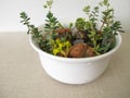 Small rock garden in a planting bowl Royalty Free Stock Photo