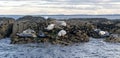 A small rock island with resting white and grey seals. Royalty Free Stock Photo