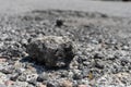 Small rock on road - rough texture close up background