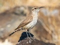 Small Rock Wren