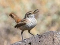 Small Rock Wren