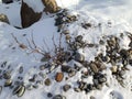 Small rocks and snow Royalty Free Stock Photo