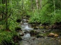 Small Rocky Stream in Dense Woods in Summer