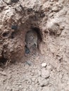 Small rodent hiding on the edge of his tunnel.