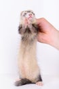 Small rodent ferret Royalty Free Stock Photo